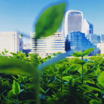On the Road to Future Green City